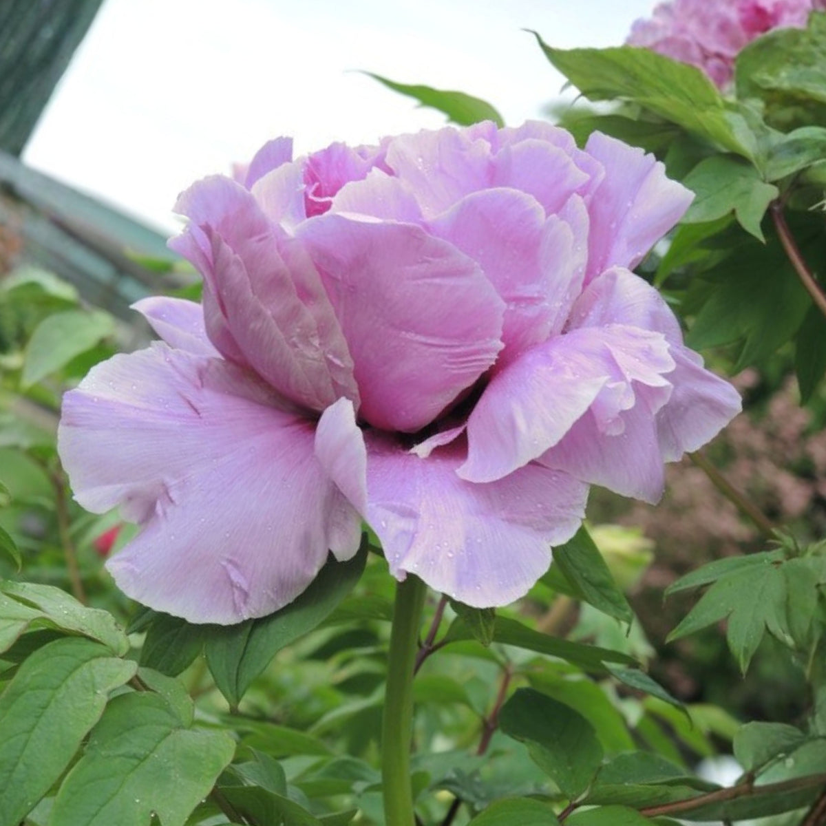 Chojuraku Tree Peony Seeds (Paeonia, Chinese Peony), 10+ seeds