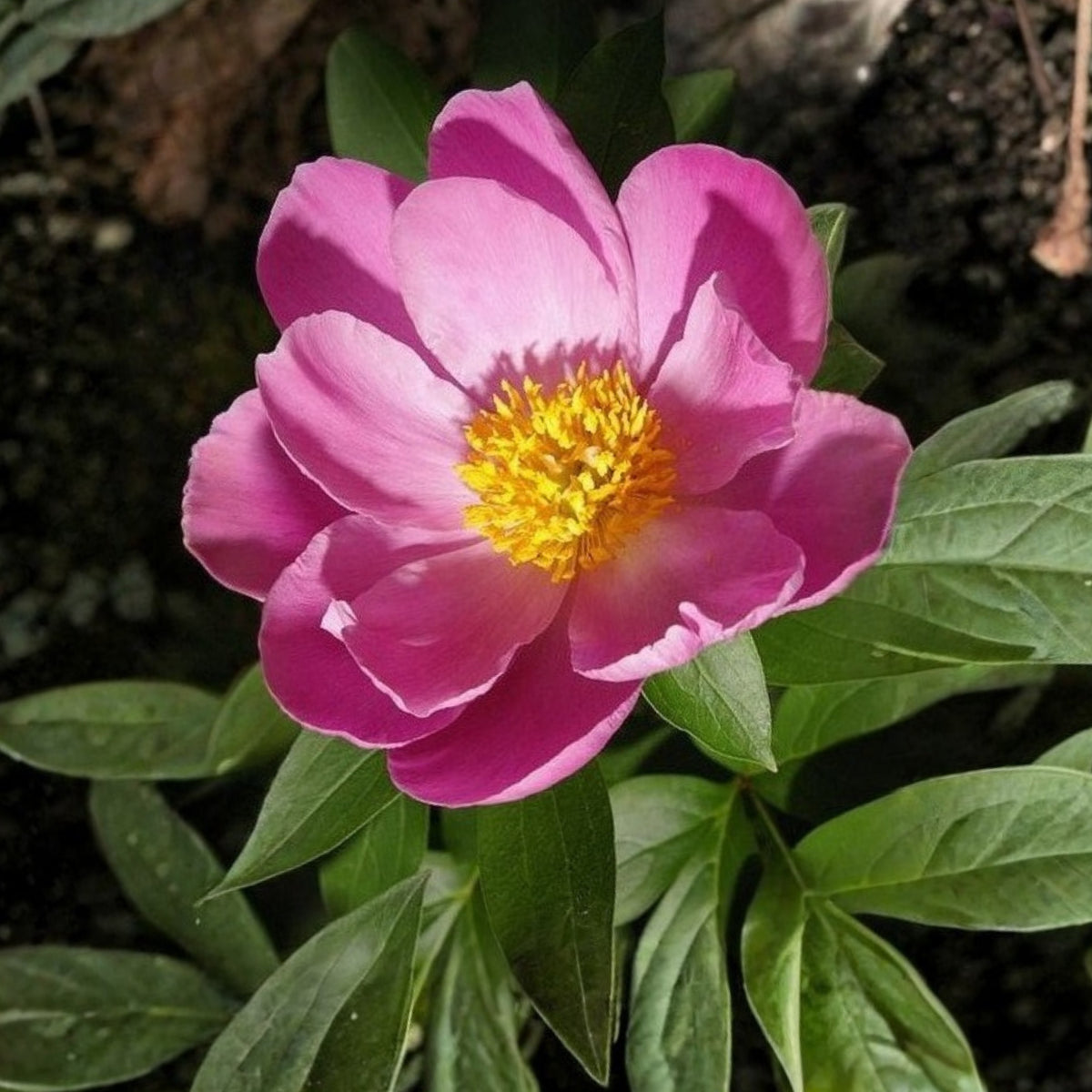 Breck's Wild Lactiflora Peony Seeds - Chinese Peony, 10+ seeds