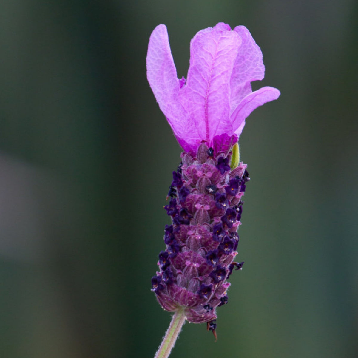 100+ Rare Seeds - Spanish Lavender Seeds, Lavandula