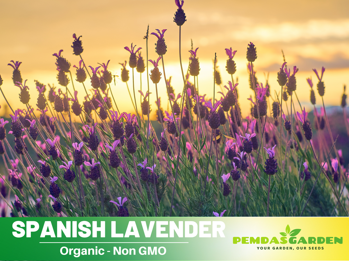 organic lavender seeds 100+ Rare Seeds| Spanish Lavender Seeds– Lavandula