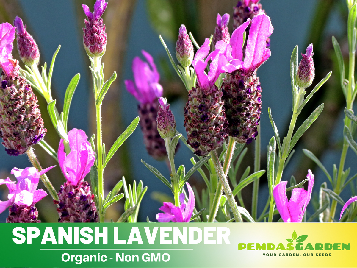 Spanish Lavender Seeds