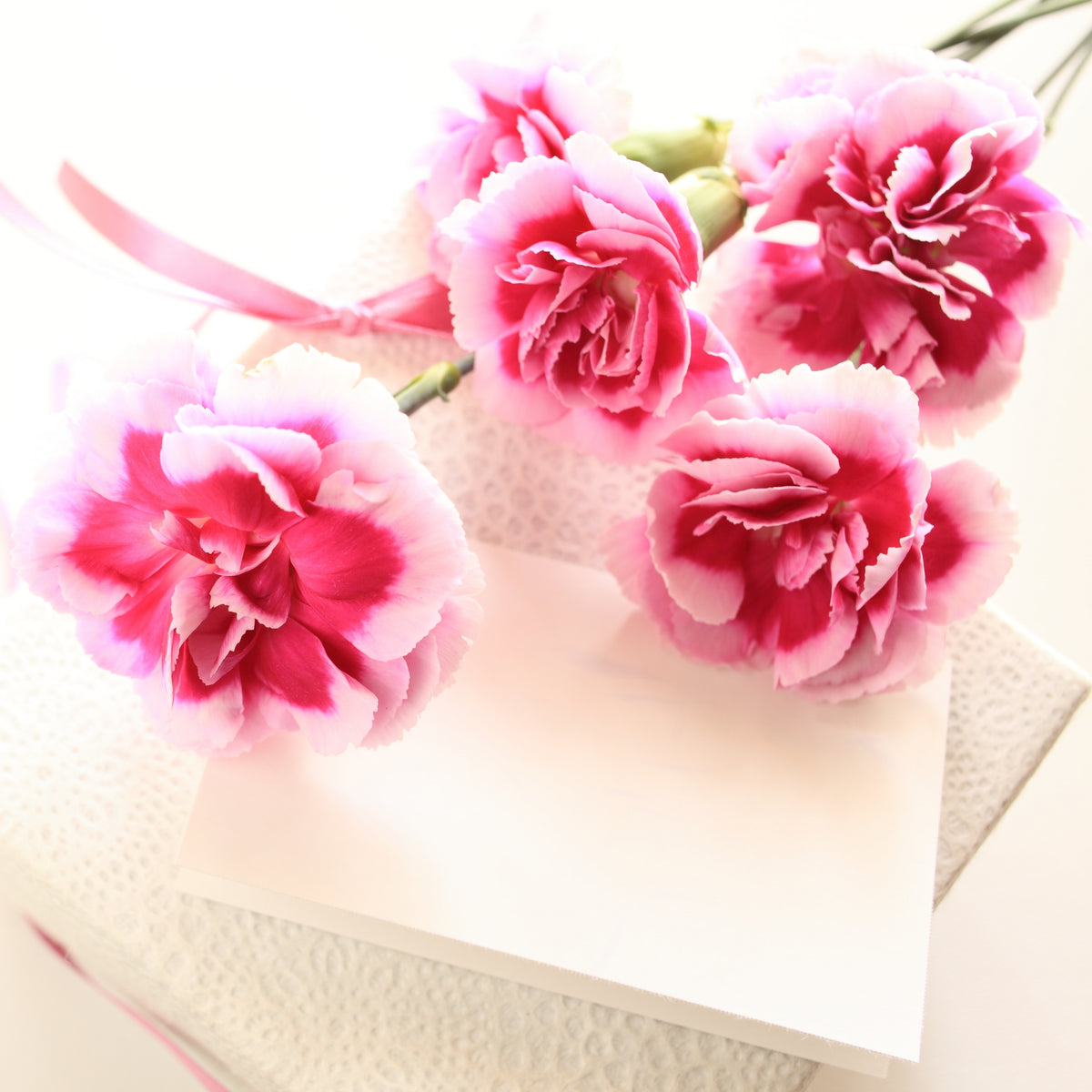 Bicolor Dark Pink Carnations Seeds - Dianthus Seeds, 30 seeds