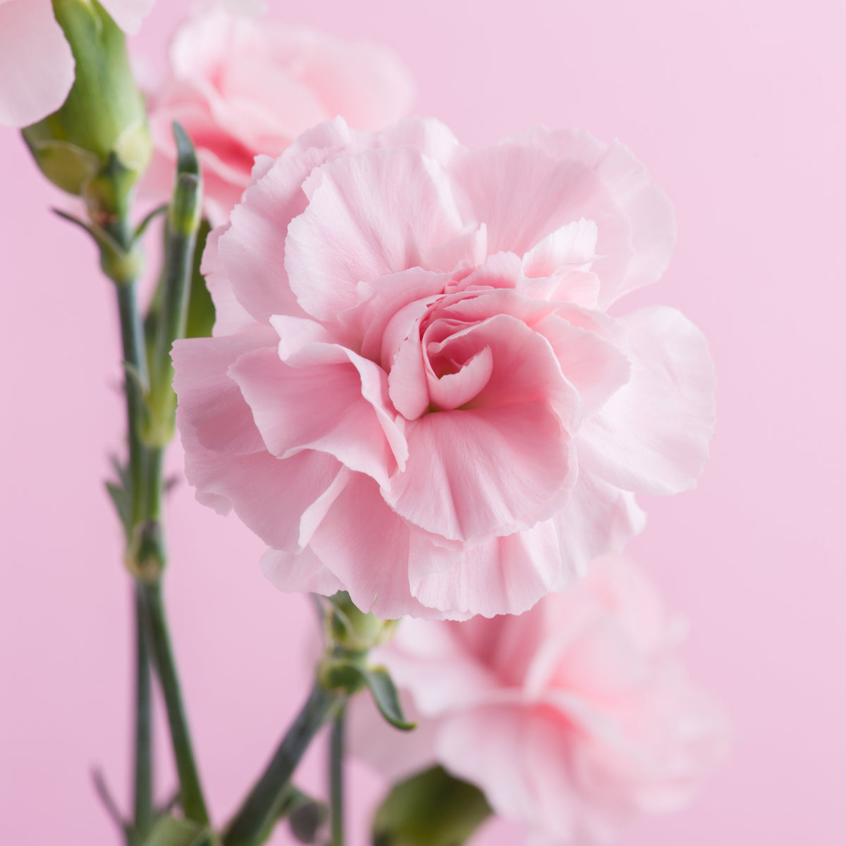 Pink Carnations Seeds - Dianthus Seeds, 30 seeds