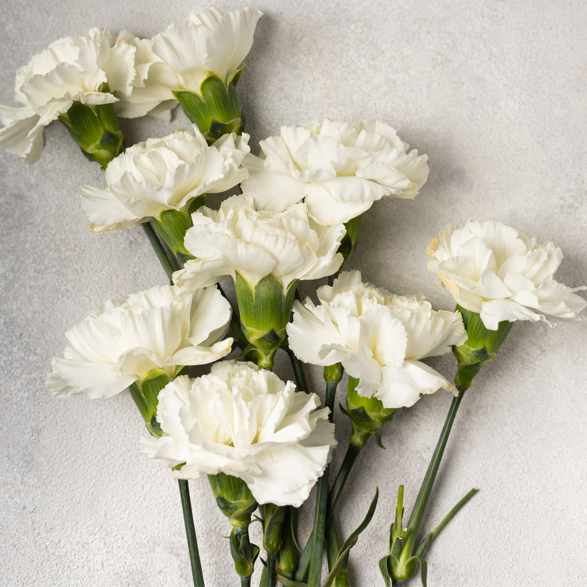 White Carnations Seeds - Dianthus Seeds, 30 seeds