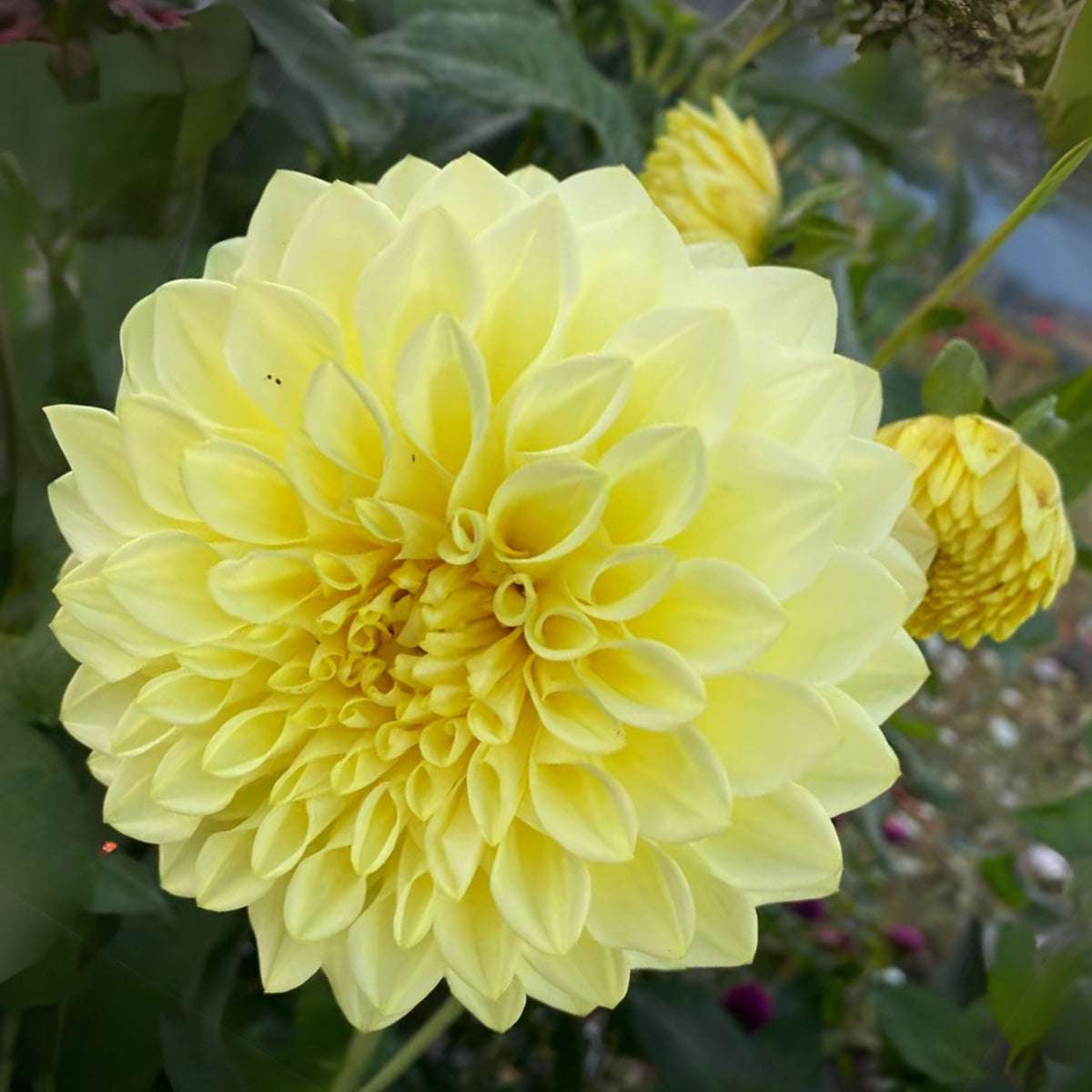 40+ Rare Seeds-A-Peeling Dahlia Seeds - Container, Beds & Cut Bouquets
