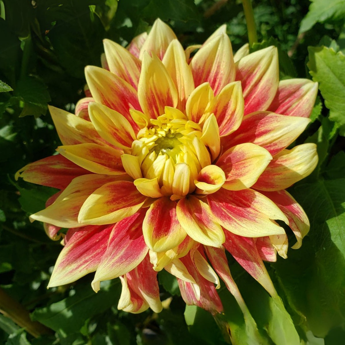 Dazzling Dahlia Seed, 40+ seeds