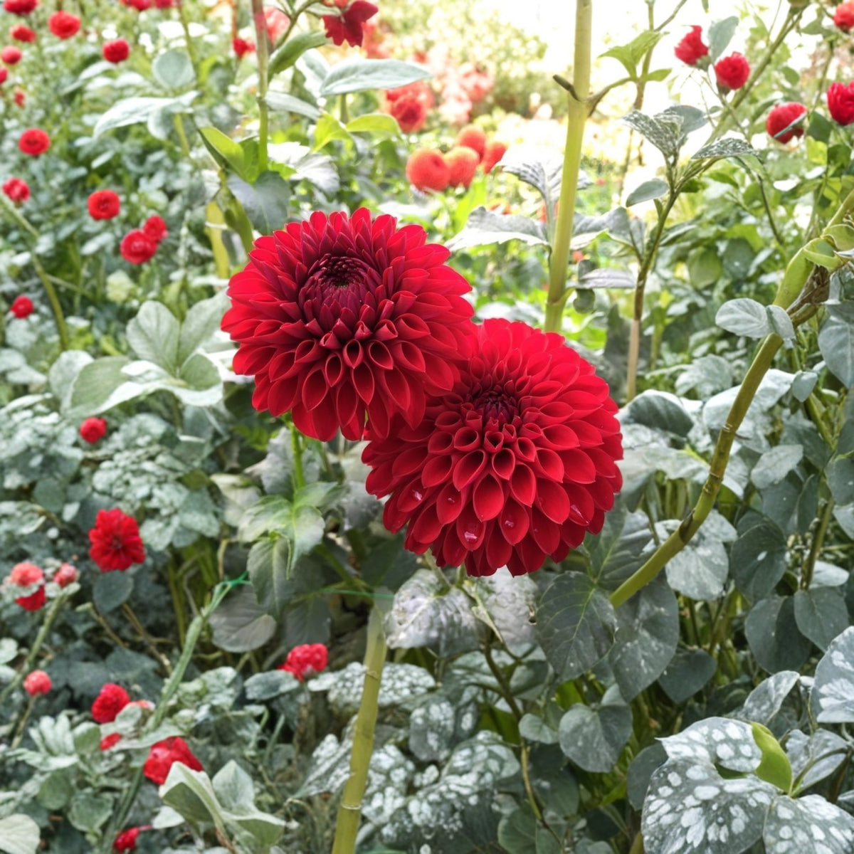 Red Fox Dahlia Seeds, 40+ seeds