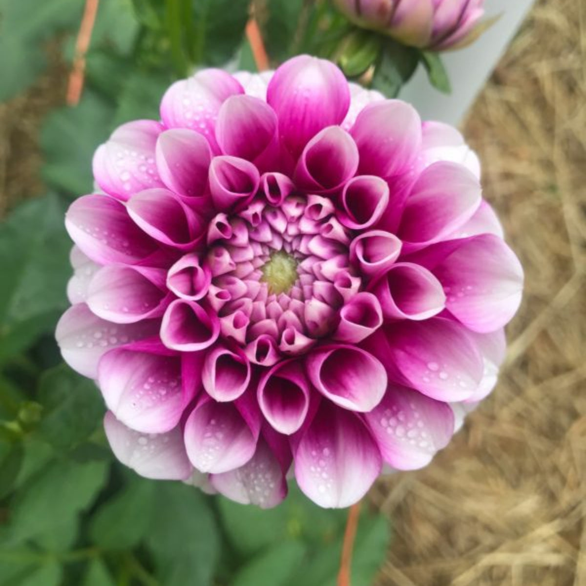 40+ Rare Seeds - Man Dahlia Seeds, Container