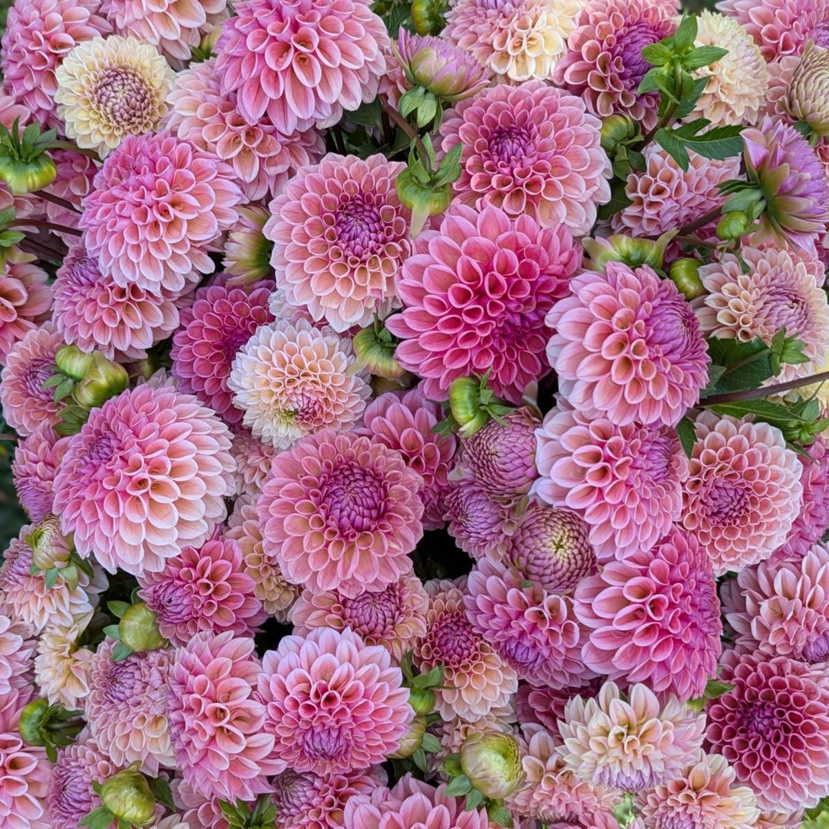 40+ Rare Seeds - Betty Anne Dahlia Seeds, Container