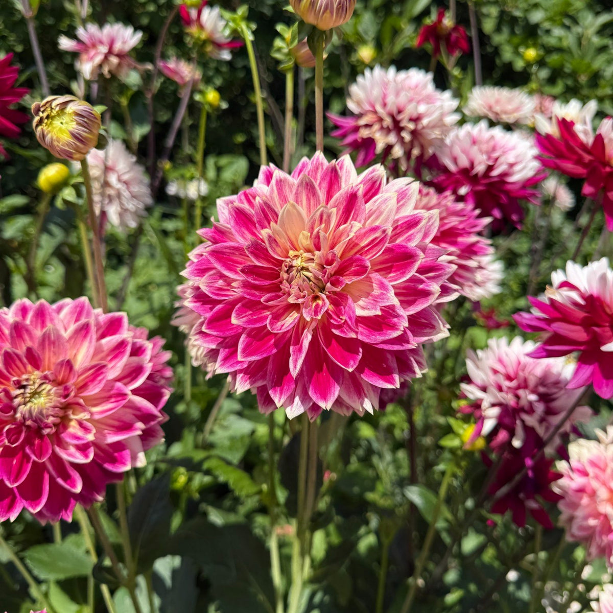 Temple of Beauty Dahlia Seeds - Heirloom, 40+ seeds
