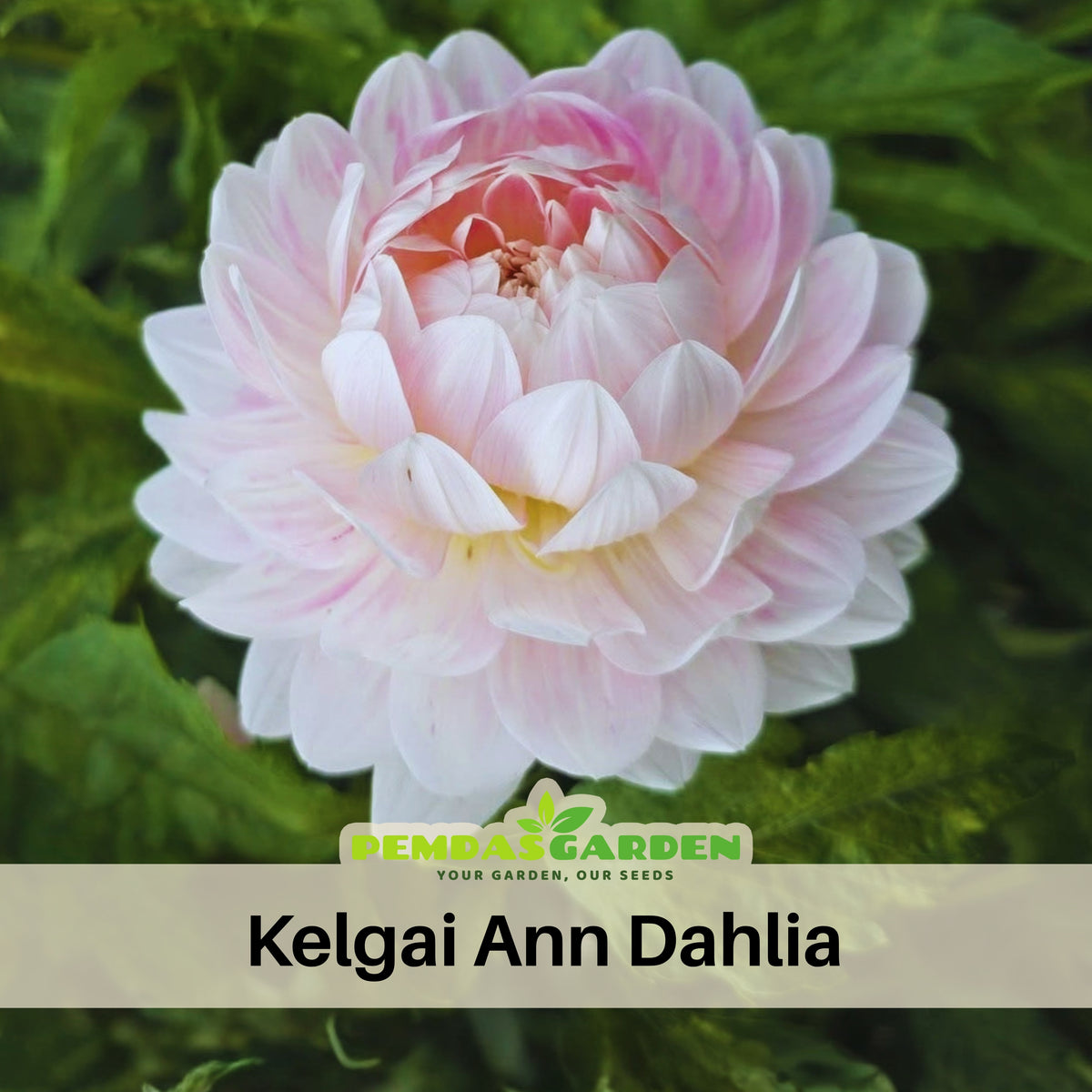 40+ Rare Seeds - Boogie Nites Dahlia Seeds, Container