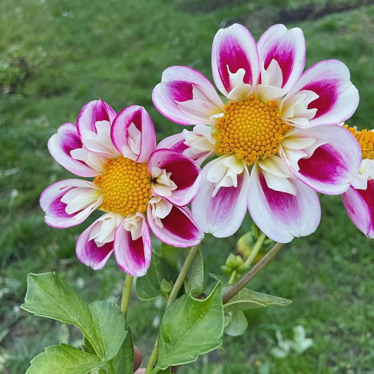 40+ Rare Seeds - Bumble Rumble Dahlia Seeds, Container