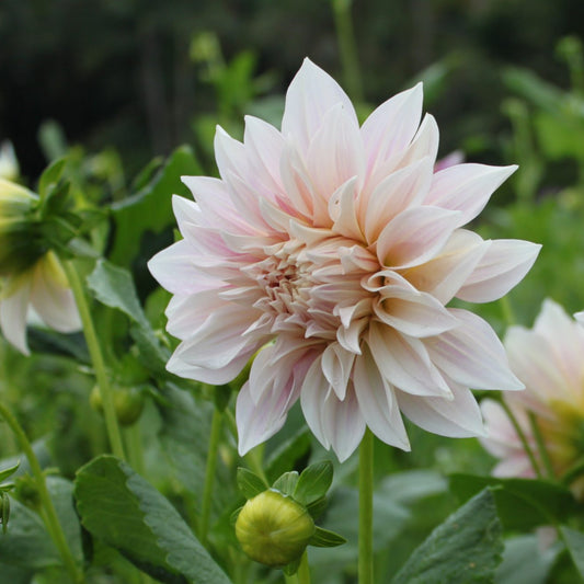 Café au Lait Dahlia Seeds - Container, Beds & Cut Bouquets, 40+ seeds