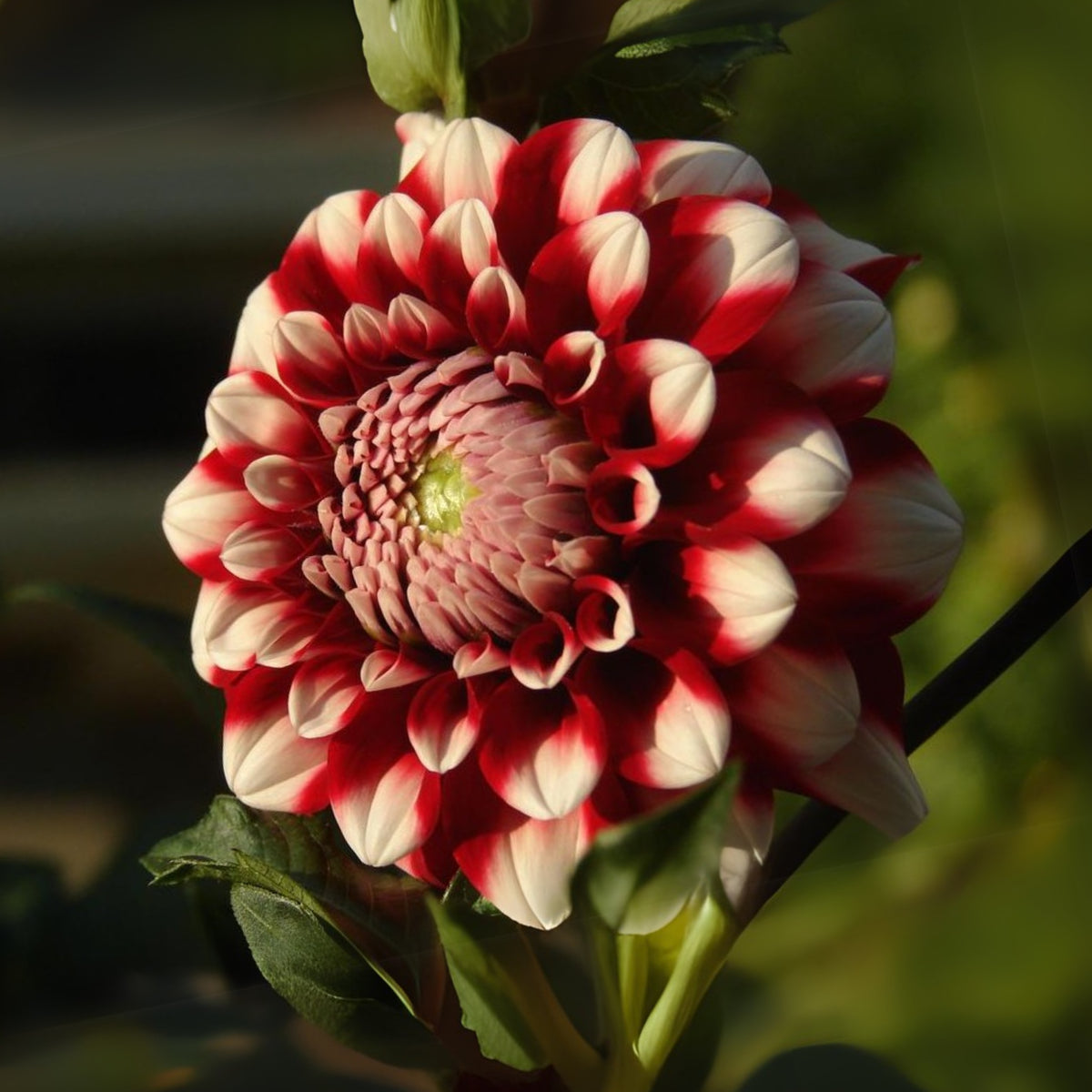 Checkers Dahlia Seeds - Heirloom Dahlia Mix, Cut Flowers, 40+ seeds