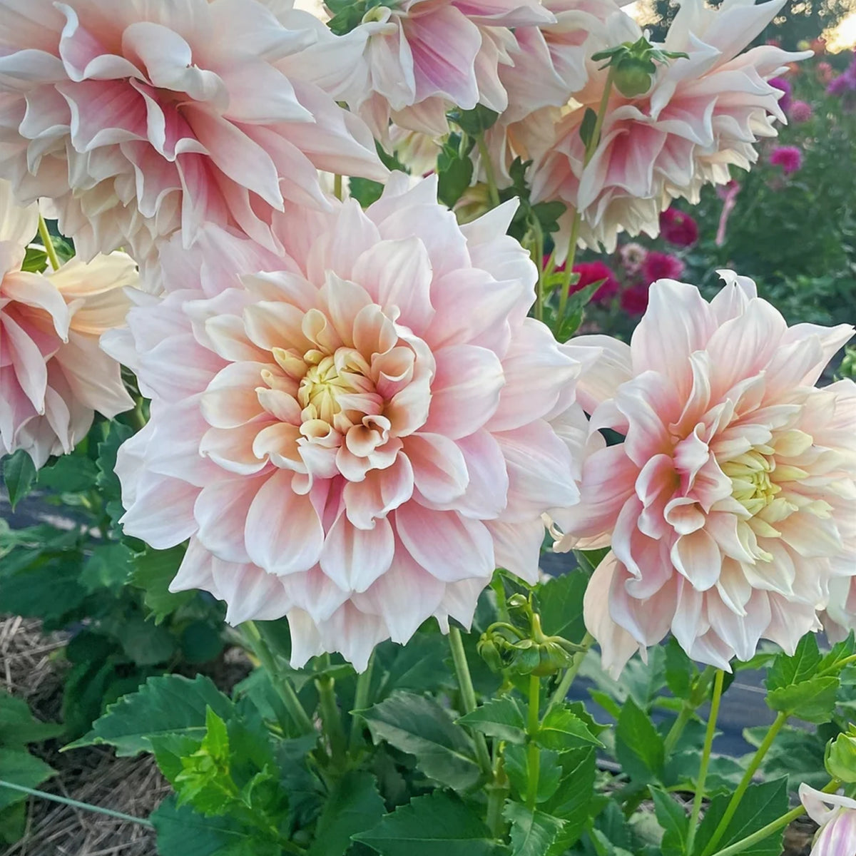 Dinnerplate Break Out Dahlia Perennial Seeds, 40+ seeds