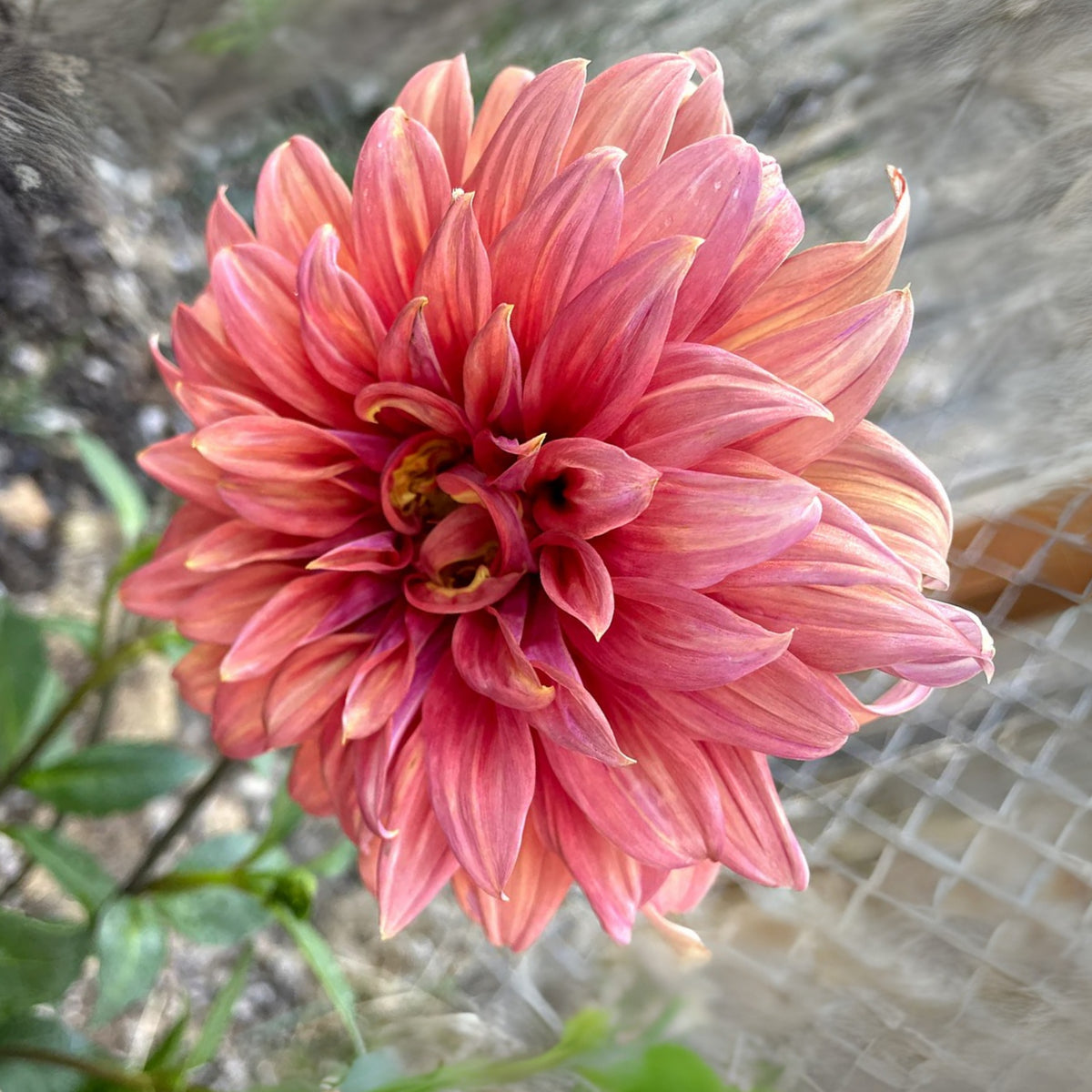 Giant Dinnerplate Dahlia Belle Perennial Seeds, 40+ seeds
