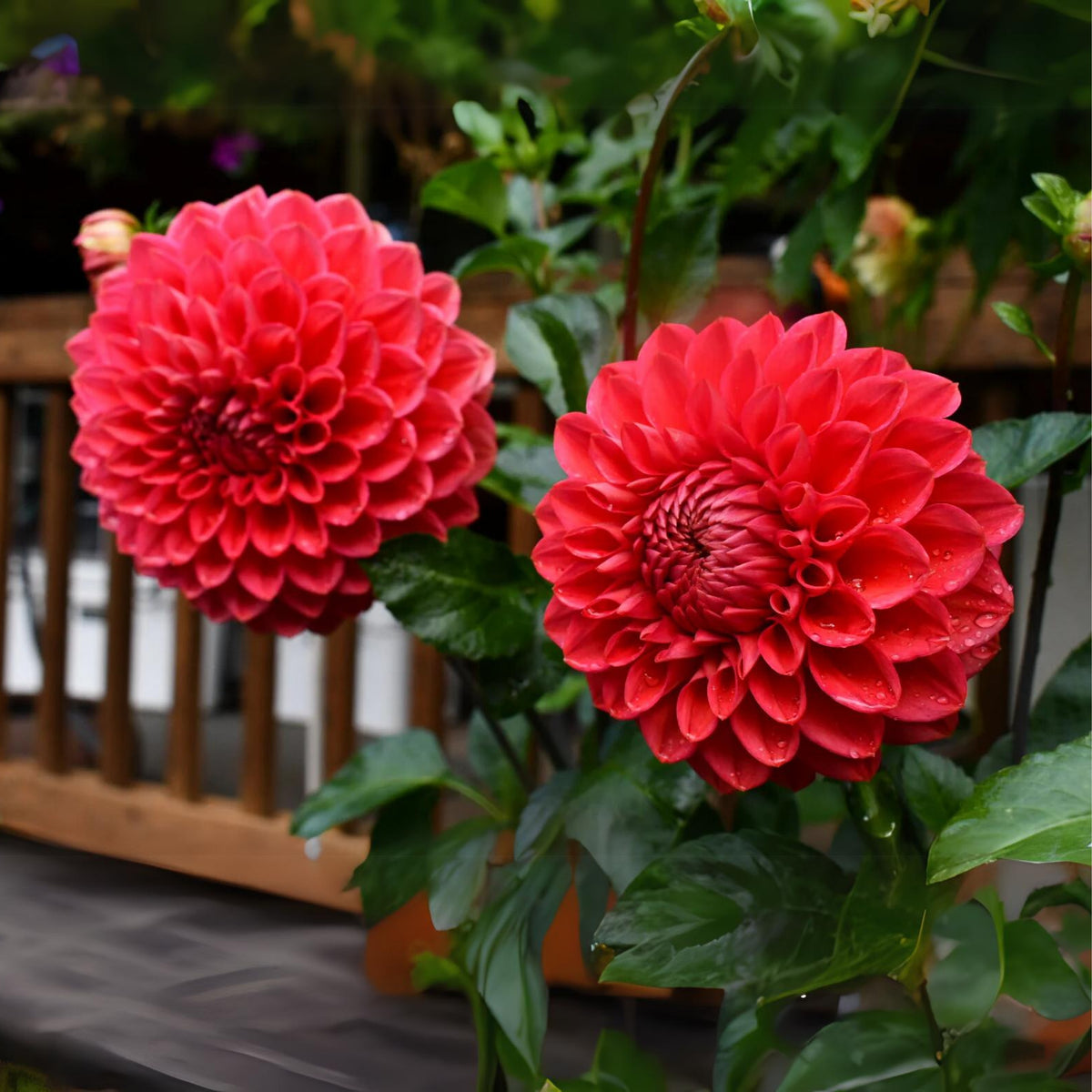 Tempest Dahlia Seeds, 40+ seeds
