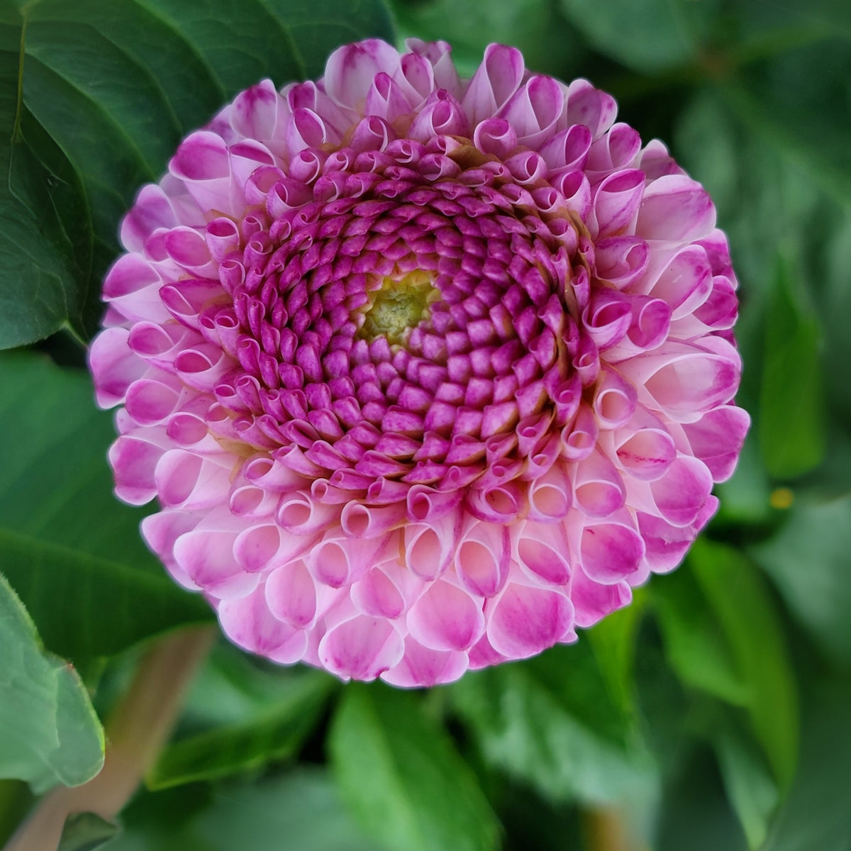 Frank Holmes Dahlia Perennial Seeds - Long Lasting Blooms, 40+ seeds