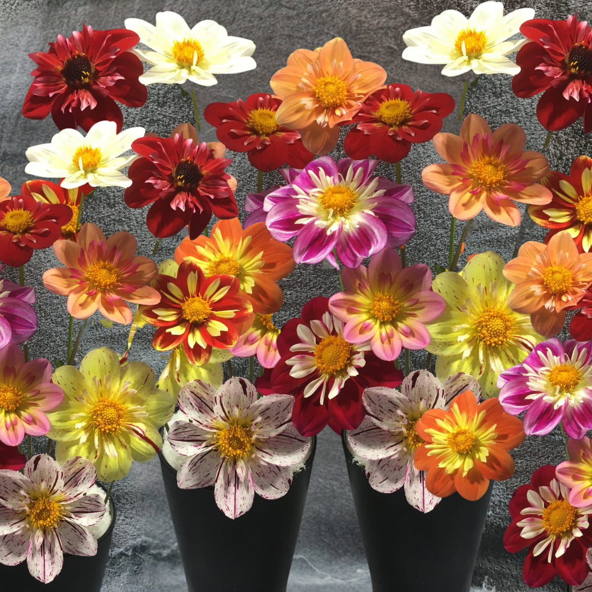 Mixed Collarette Dahlia Seeds - Container, 40+ seeds