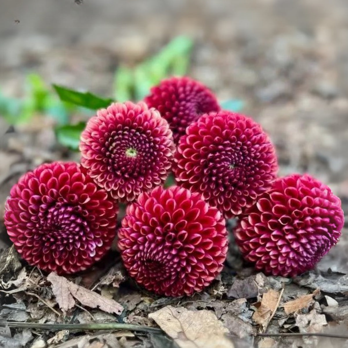 Copper Boy Dahlia Seeds, 40+ seeds