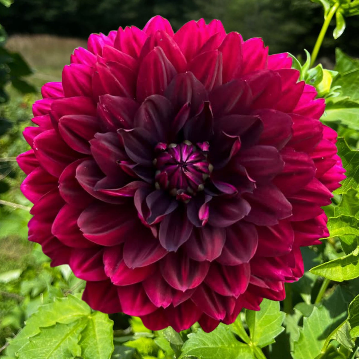 Hollyhill Black Beauty Dahlia Perennial Seeds, 40+ seeds