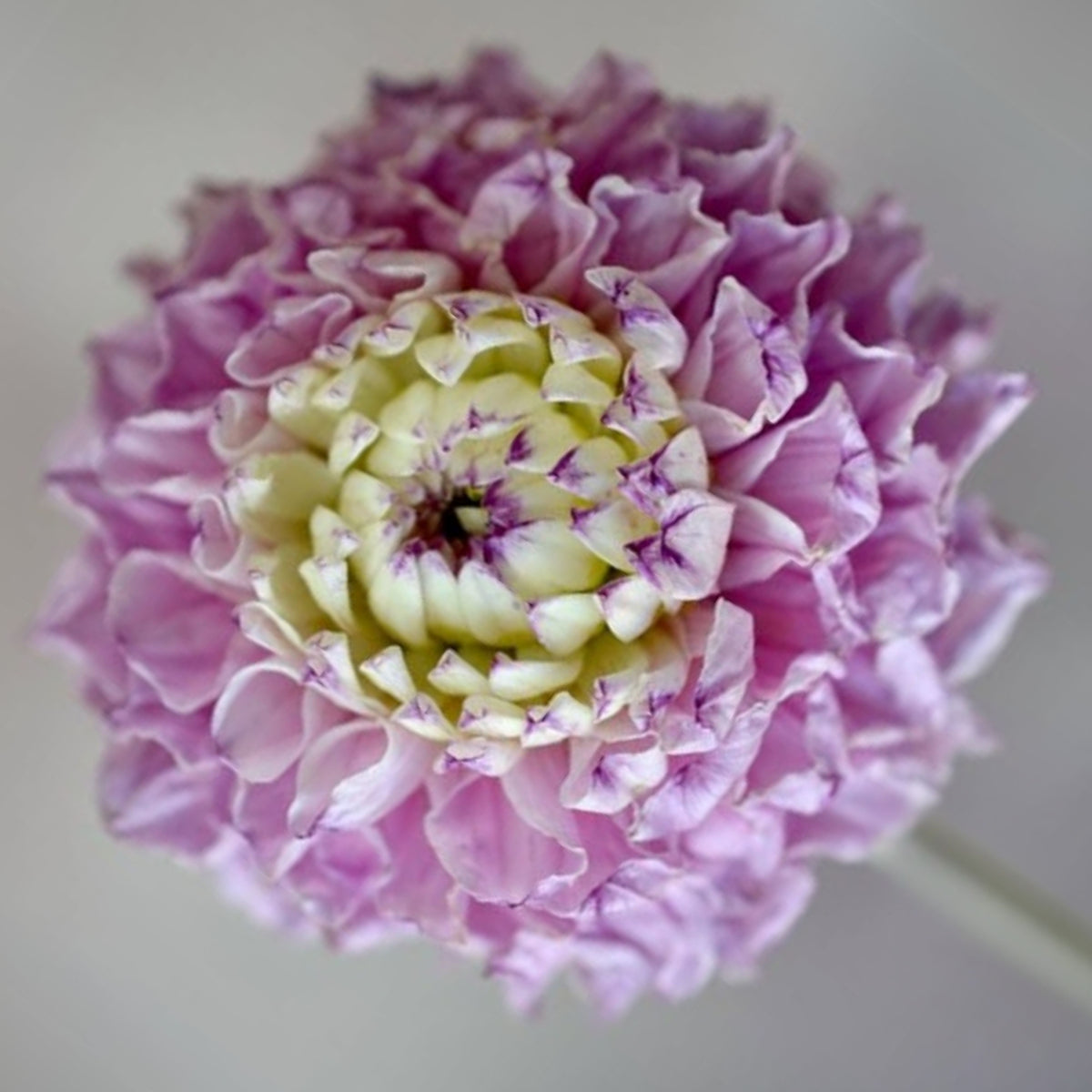 Genova Dahlia Seeds - Container, Beds & Cut Bouquets, 40+ seeds