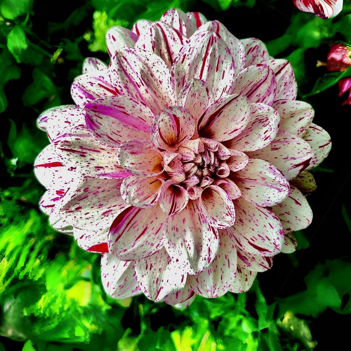 Hulin's Carnival Dahlia Perennial Seeds, 40+ seeds