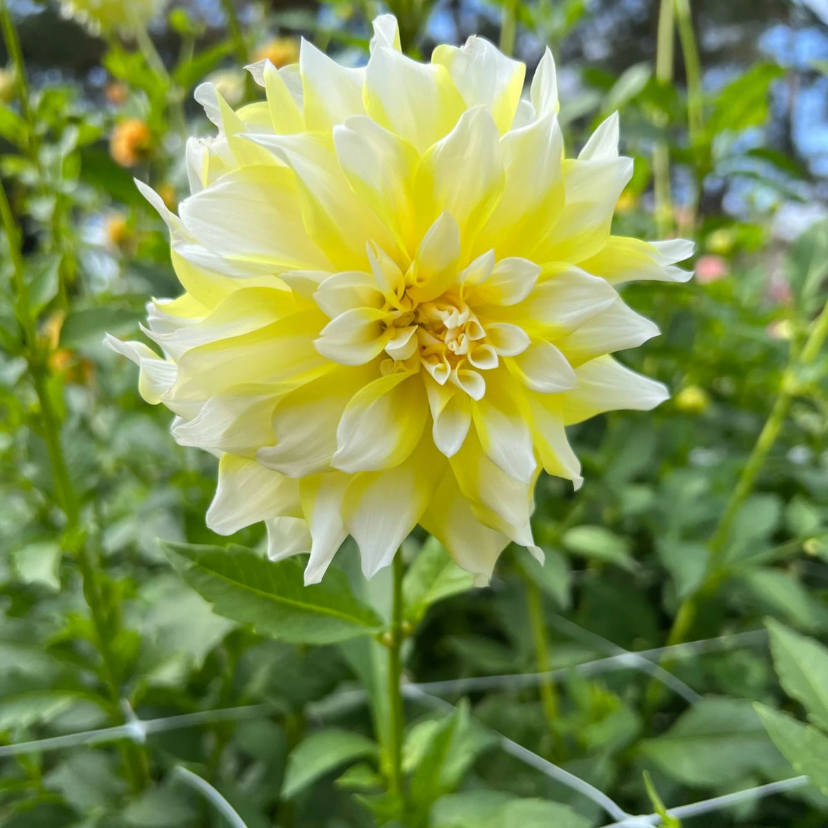 Grand Prix Dahlia Perennial Seeds - Long Lasting Blooms, 40+ seeds