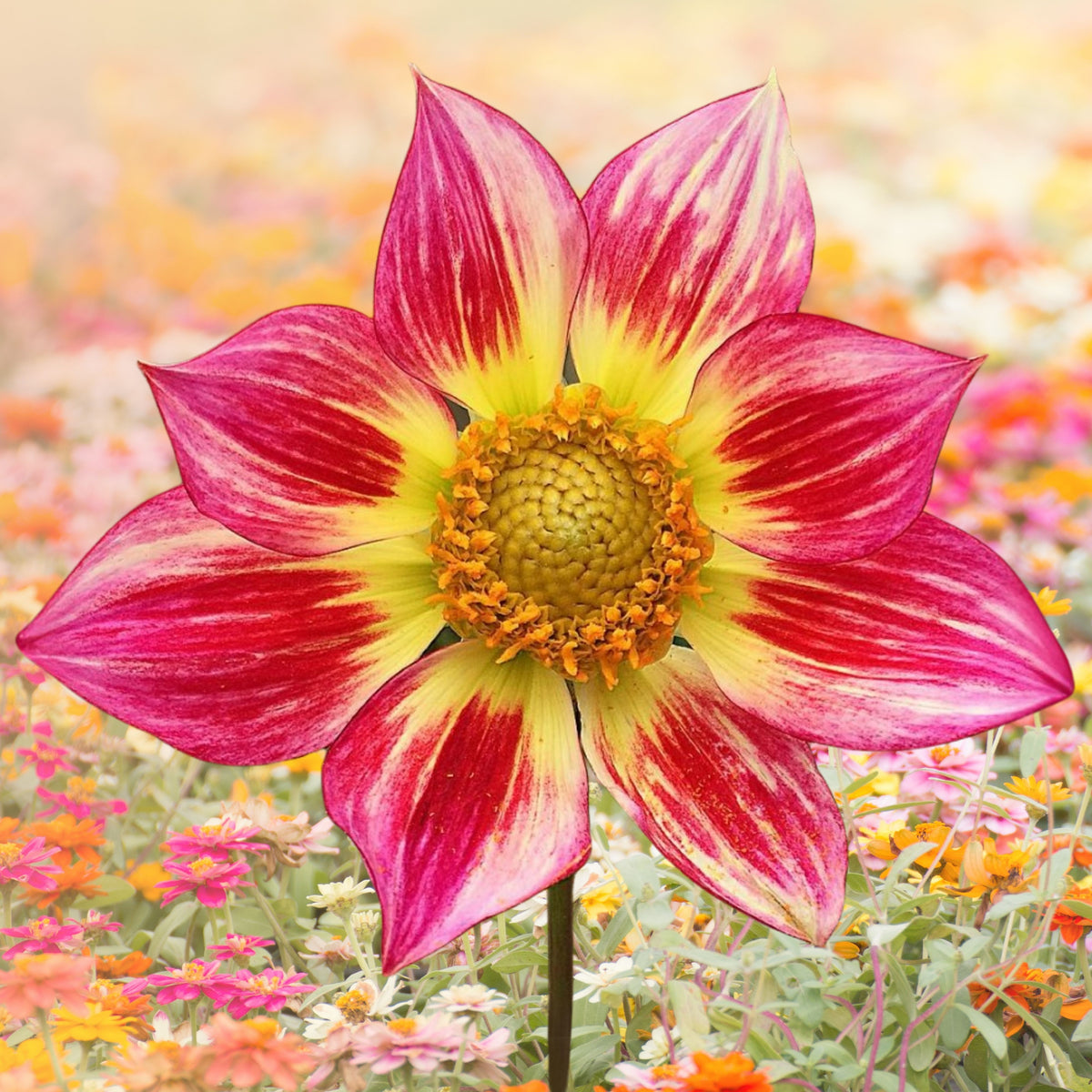 Junkyard Dog Perennial Seeds - Long Lasting Blooms, 40+ seeds