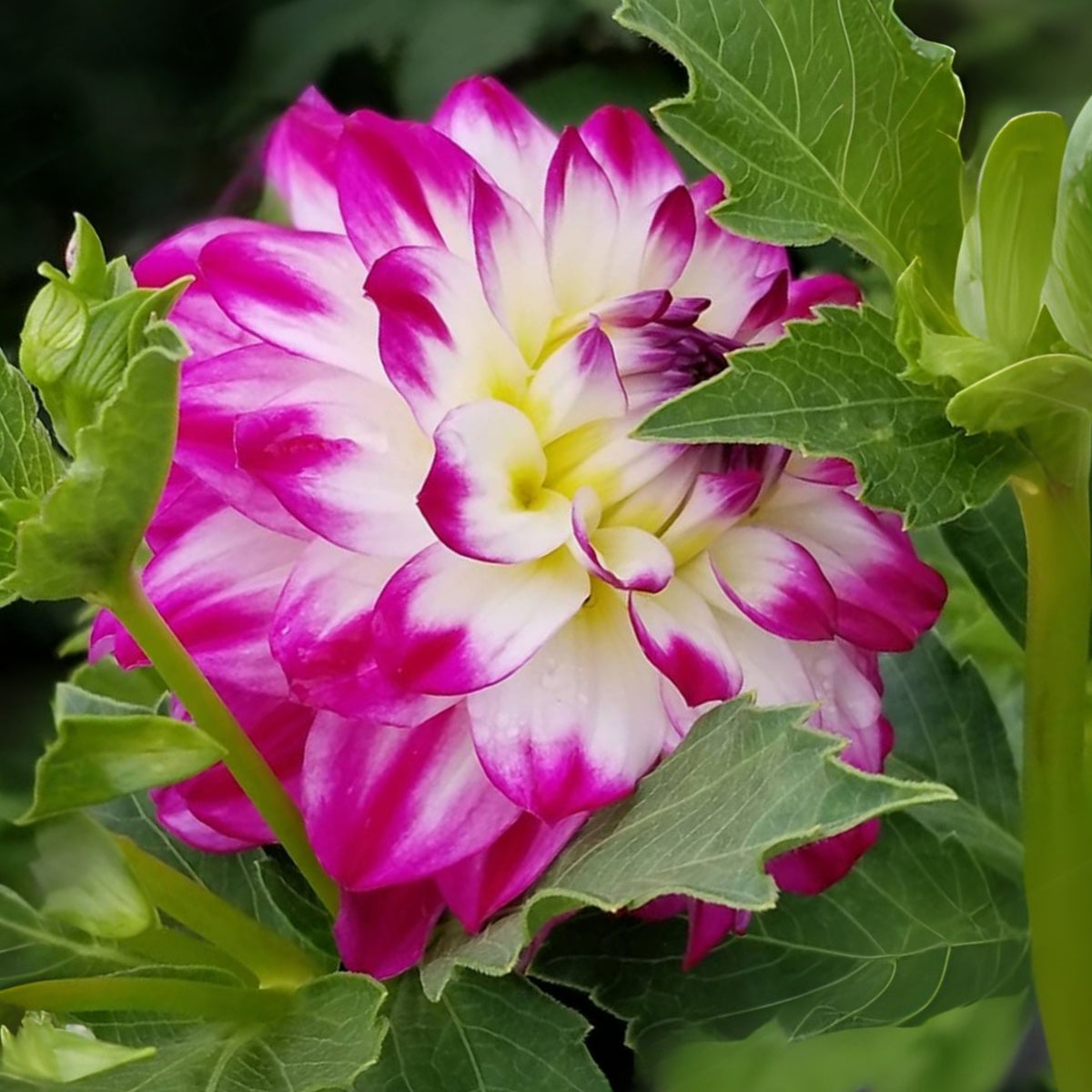 Magically Dun Dahlia Perennial Seeds - Long Lasting Blooms, 40+ seeds