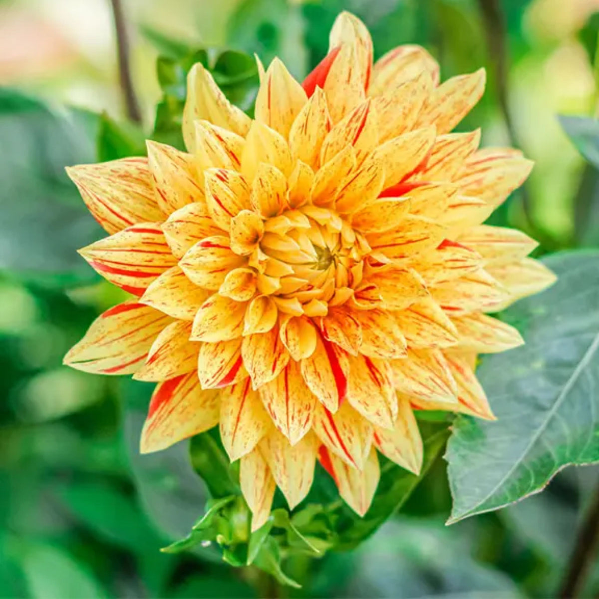 Poppers Dahlia Perennial Seeds Heirloom Dahlia Flower Seeds, 40+ seeds