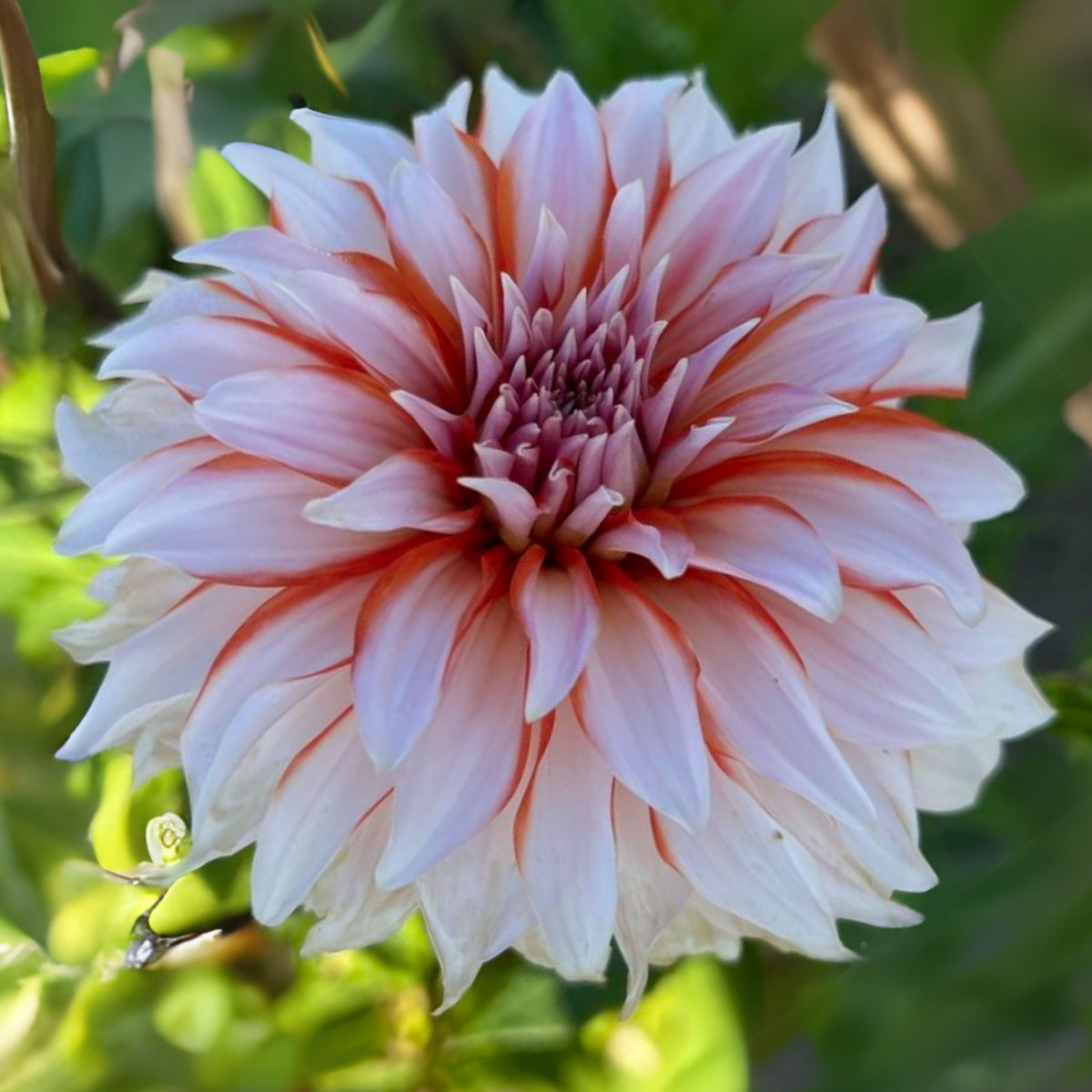 Santa Claus Dahlia Seeds, 40+ seeds
