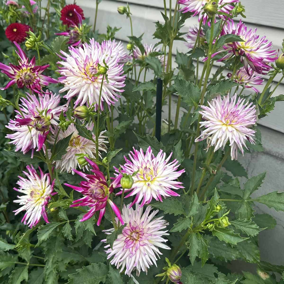 Tanjoh Dahlia Seeds - Heirloom Perennial, 40+ seeds