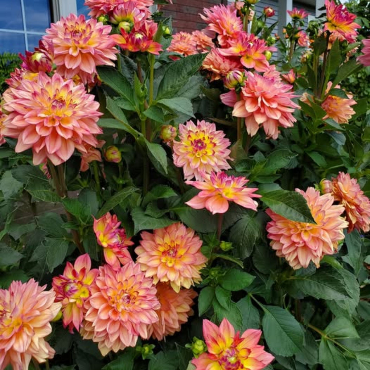 Melody Allegro Dahlia Perennial Seeds - Long Lasting Blooms, 40+ seeds