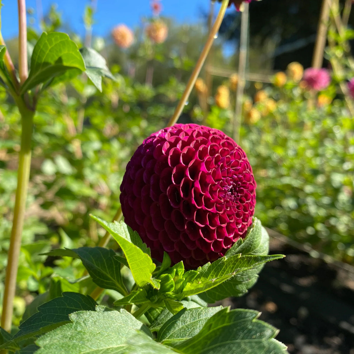 Moore Place Dahlia Seeds - Colorful Garden Blooms, 40+ seeds