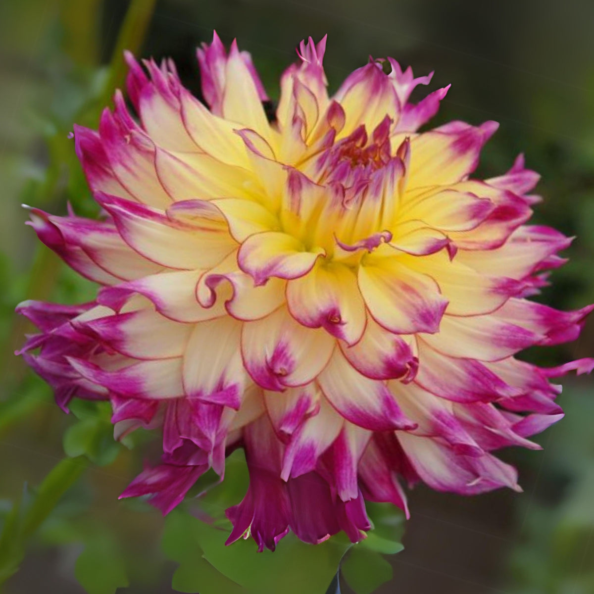 Zoey Rey Dahlia Perennial Seeds - Heirloom Dahlia Mix, 40+ seeds