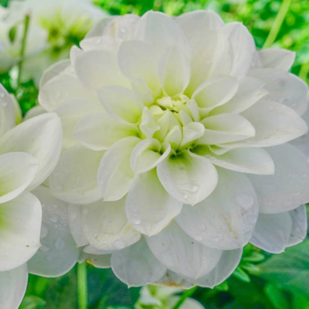 Cantarino Dahlia Perennial Seeds - Mixed Color Blooms, 40+ seeds