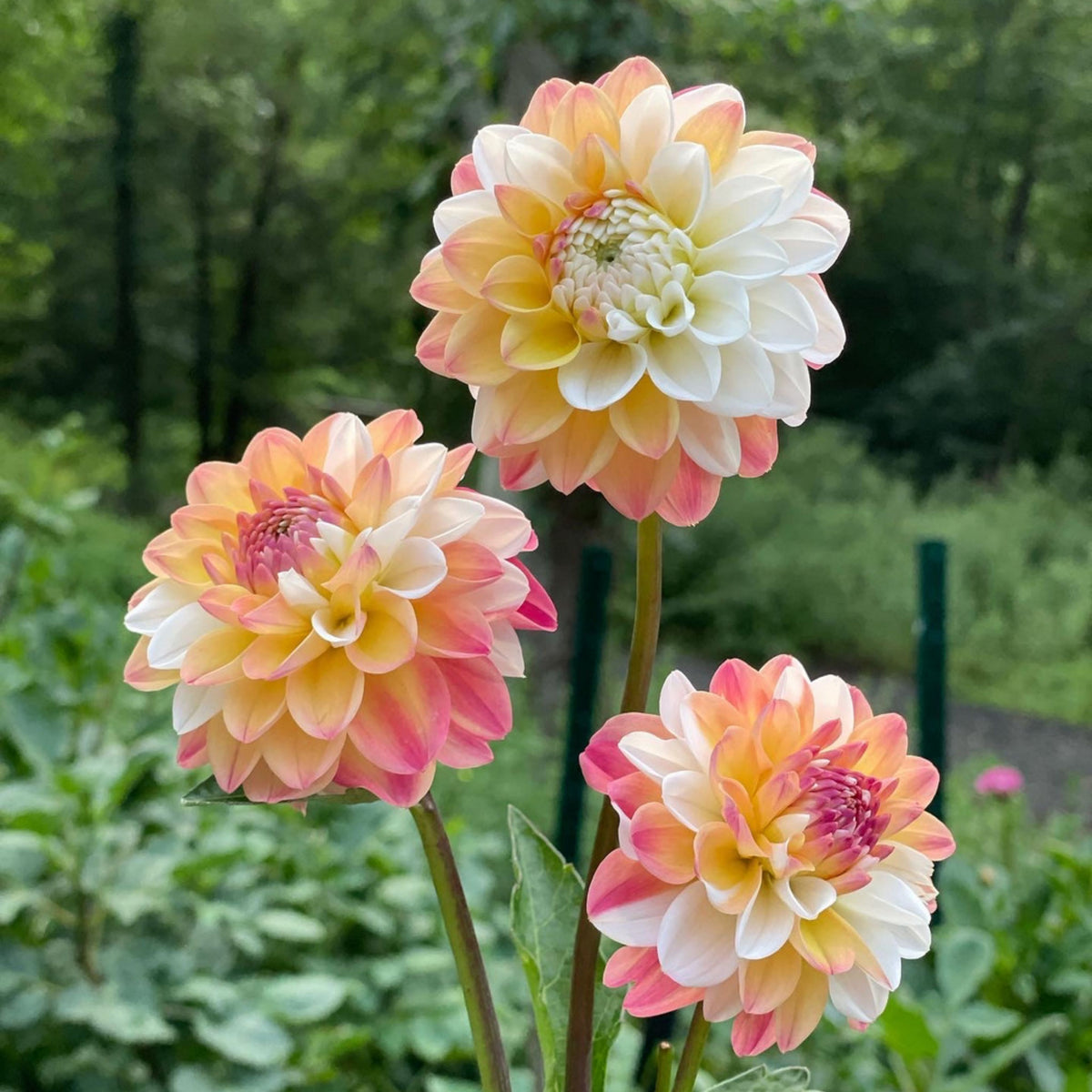 Decorative Double Jill Dahlia Seeds - Container, 40+ seeds