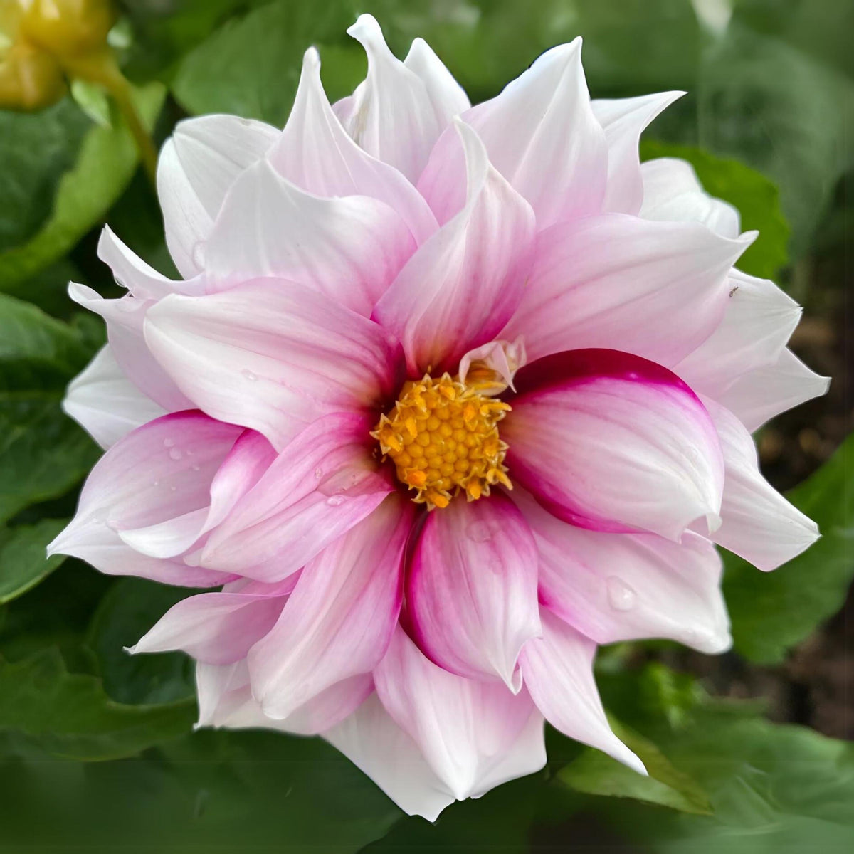 Edge of Joy Dahlia Perennial Seeds - Mixed Color Blooms, 40+ seeds