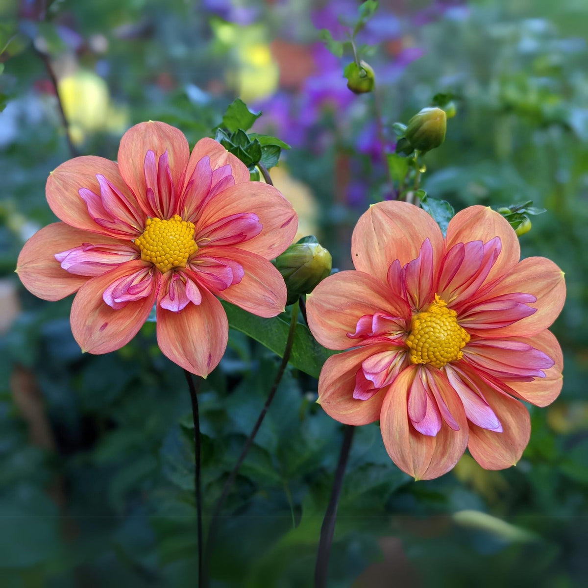 Giggles Dahlia Seeds - Colorful Garden Blooms, 40+ seeds