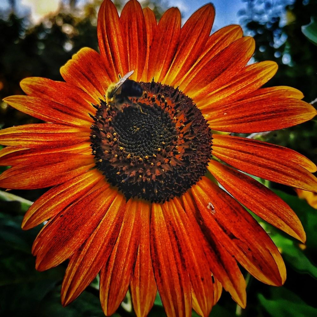 Autumn Beauty Sunflower Seeds - Attracts Bees & Butterflies, 25+ seeds
