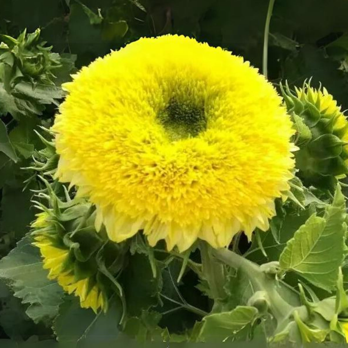 Gummy Bear Sunflower Seeds - Attracts Bees & Butterflies, 25+ seeds