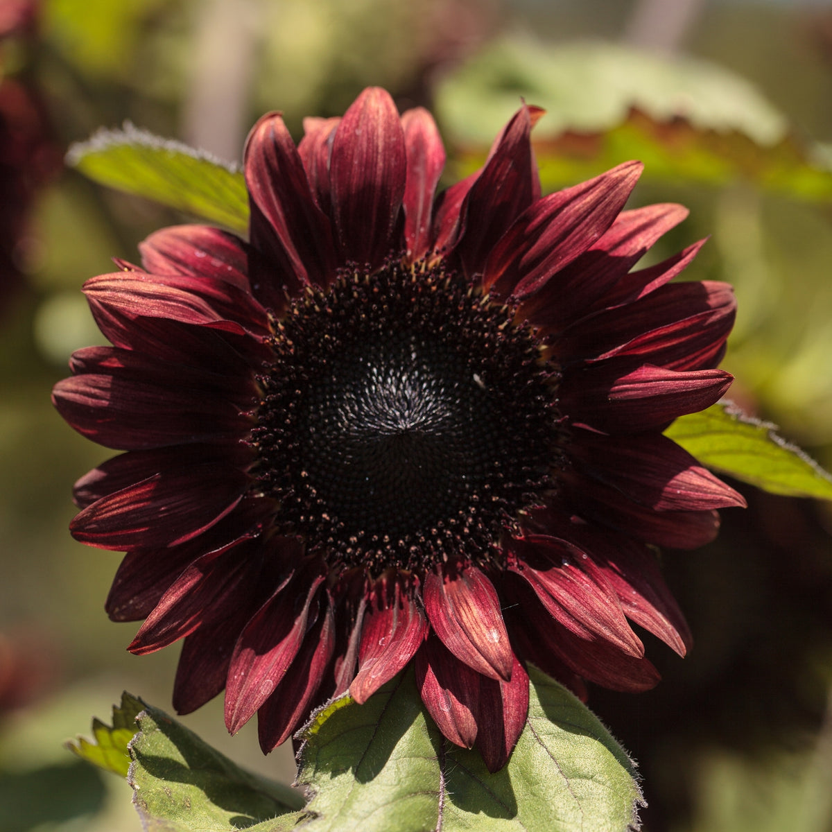 Red Hedge Sunflower Seeds - Attracts Bees & Butterflies, 25+ seeds