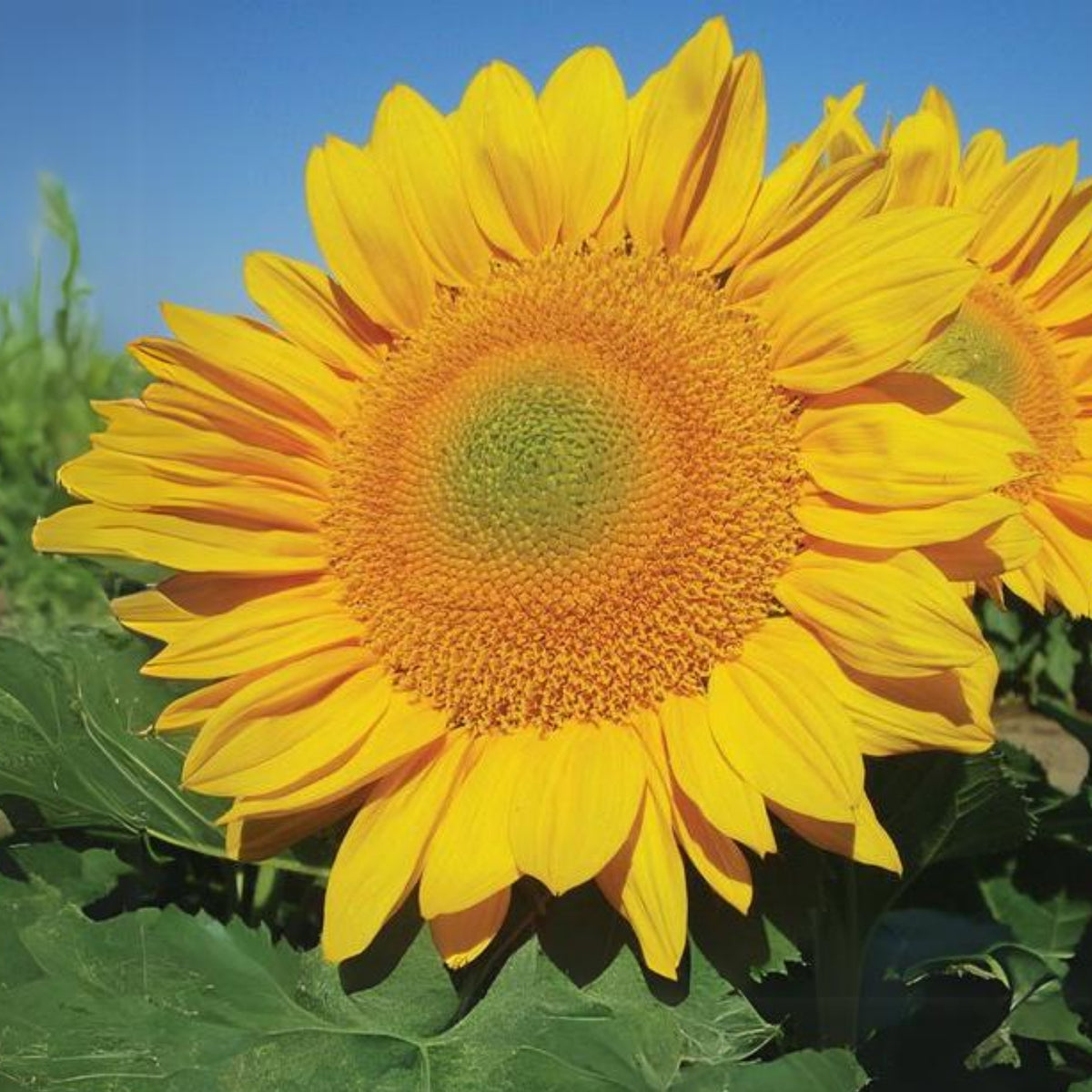 Royal Hybrid 1121 Sunflower Seeds, 25+ seeds