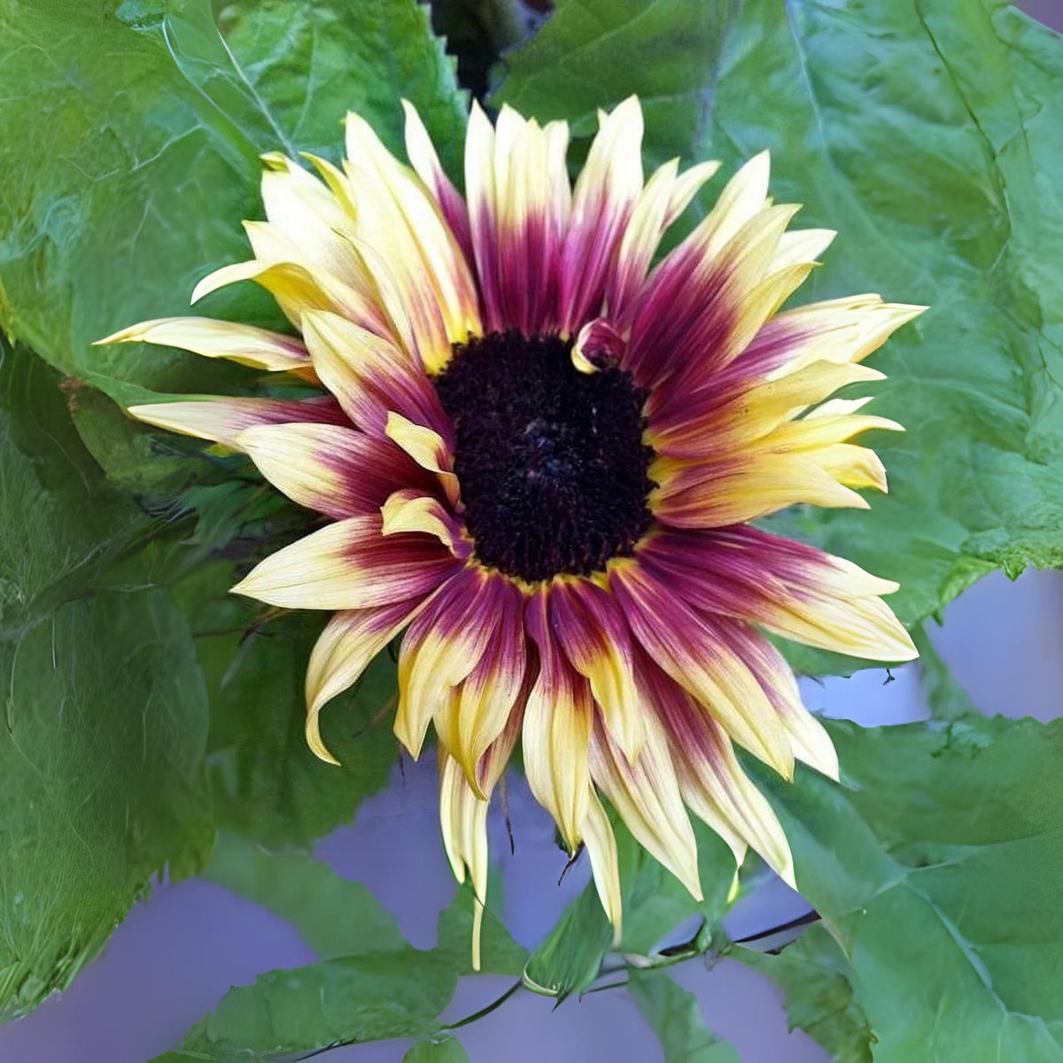Cherry Rose Sunflower Seeds - Attracts Bees & Butterflies, 25+ seeds