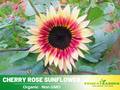 25+ Seeds-Cherry Rose SunSeeds #E014