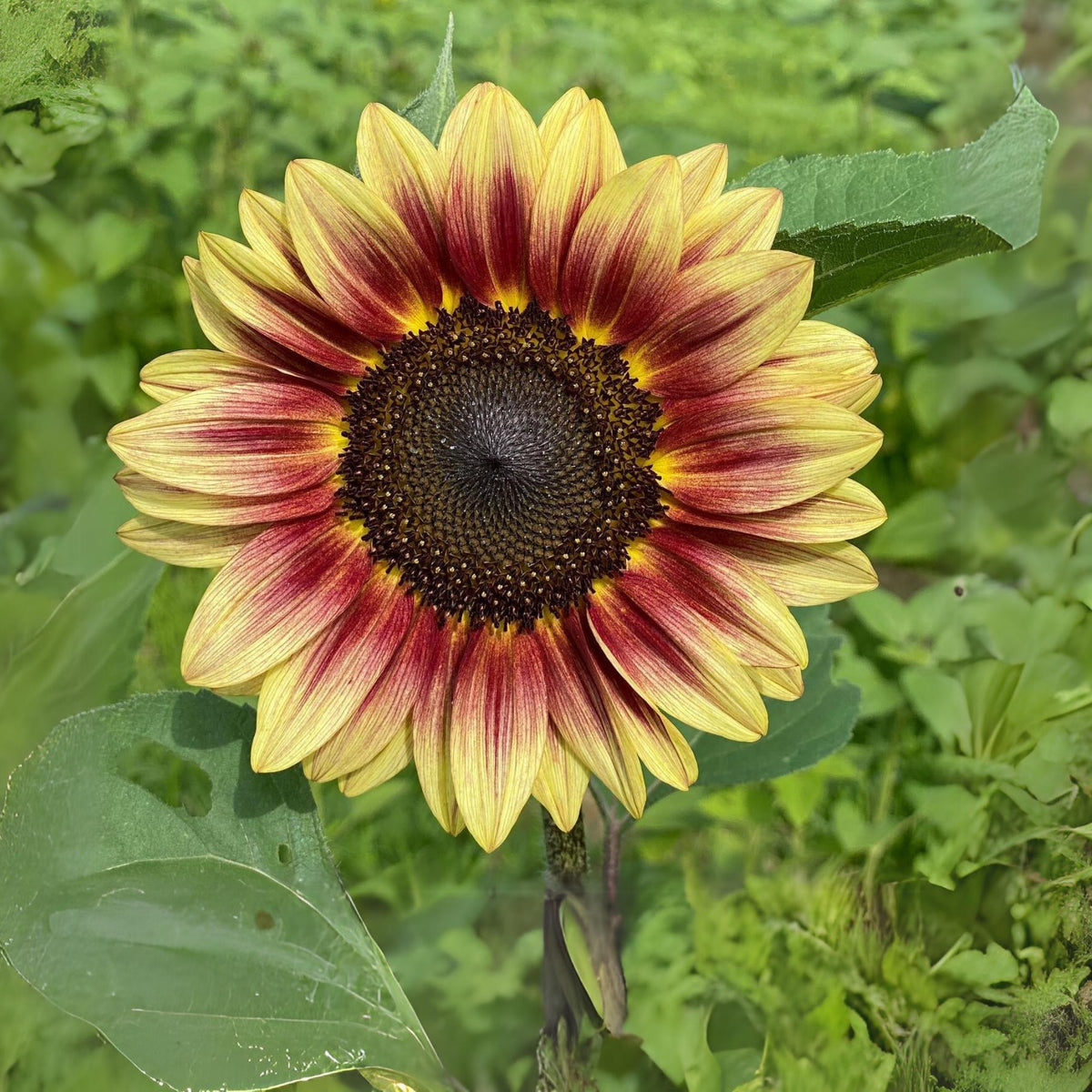 Strawberry Blonde Sunflower Seeds, 25+ seeds