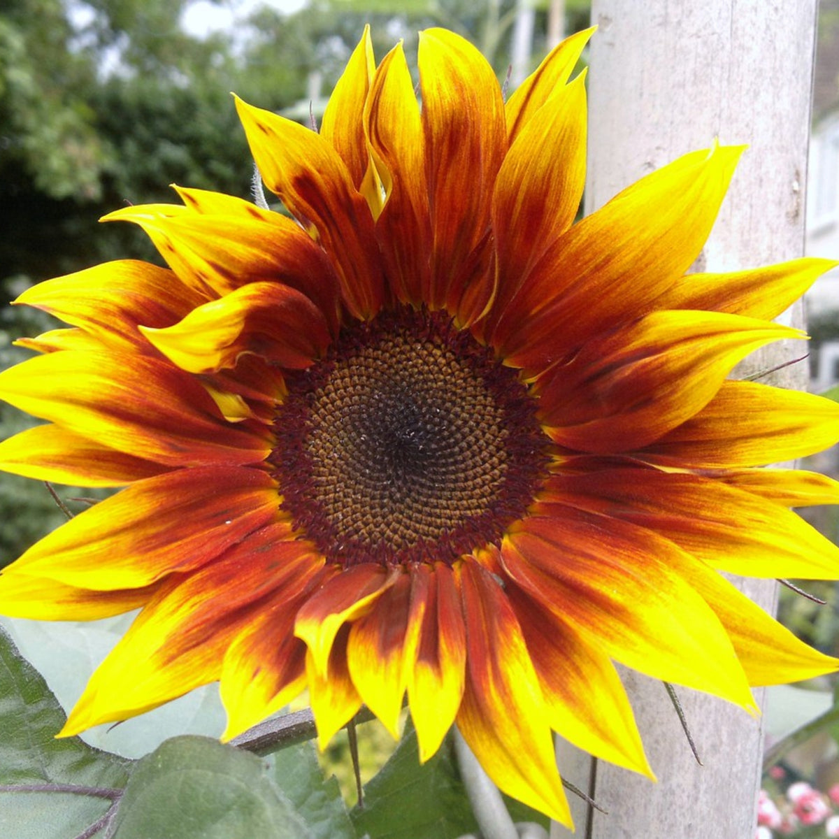 Ring of Fire Sunflower Seeds - Attracts Bees & Butterflies, 25+ seeds