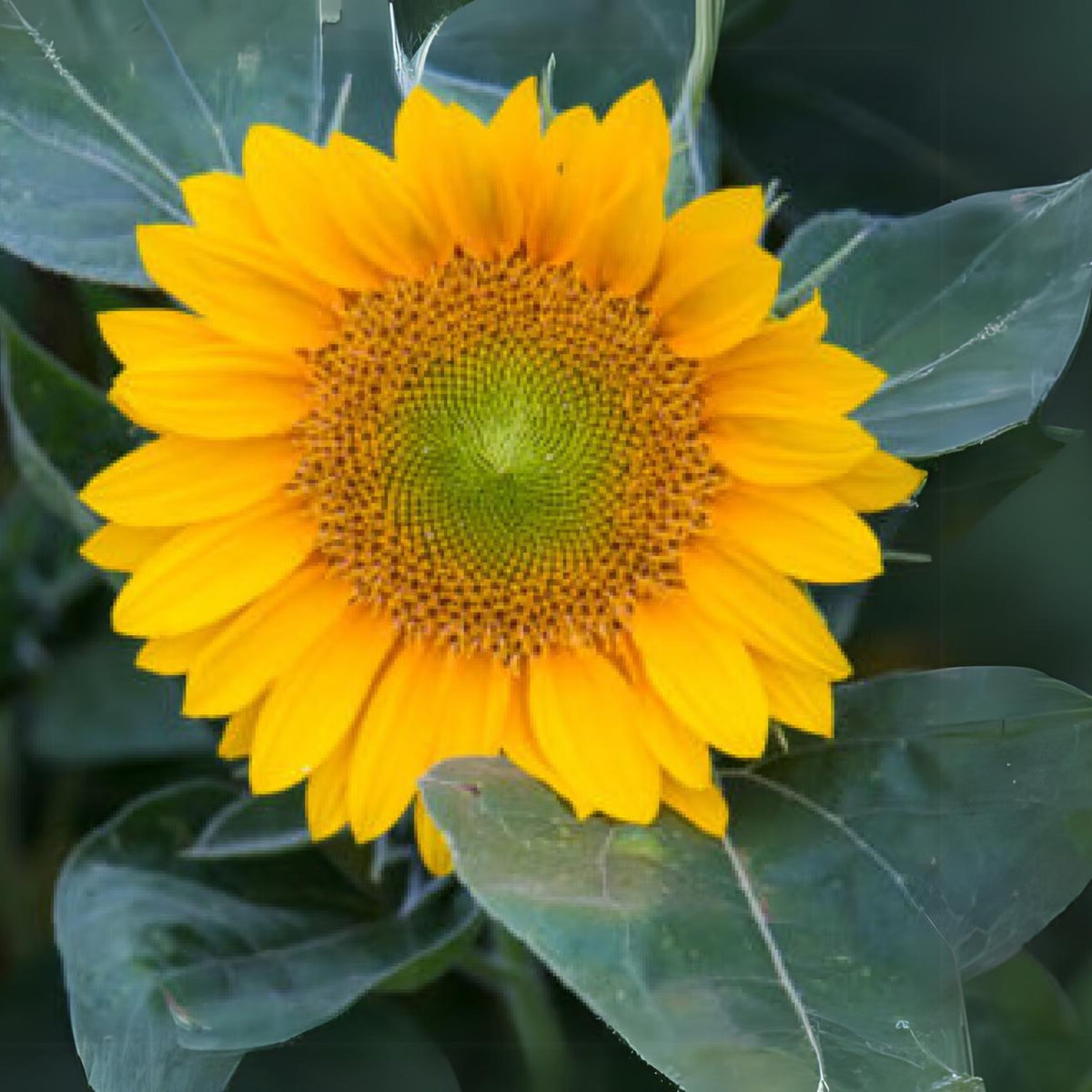 Sunrich Gold Sunflower Seeds - Attracts Bees & Butterflies, 25+ seeds