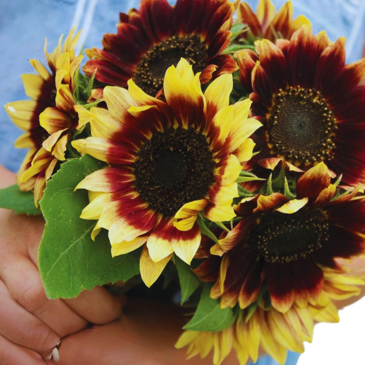 Florenza Sunflower Seeds - Attracts Bees & Butterflies, 25+ seeds